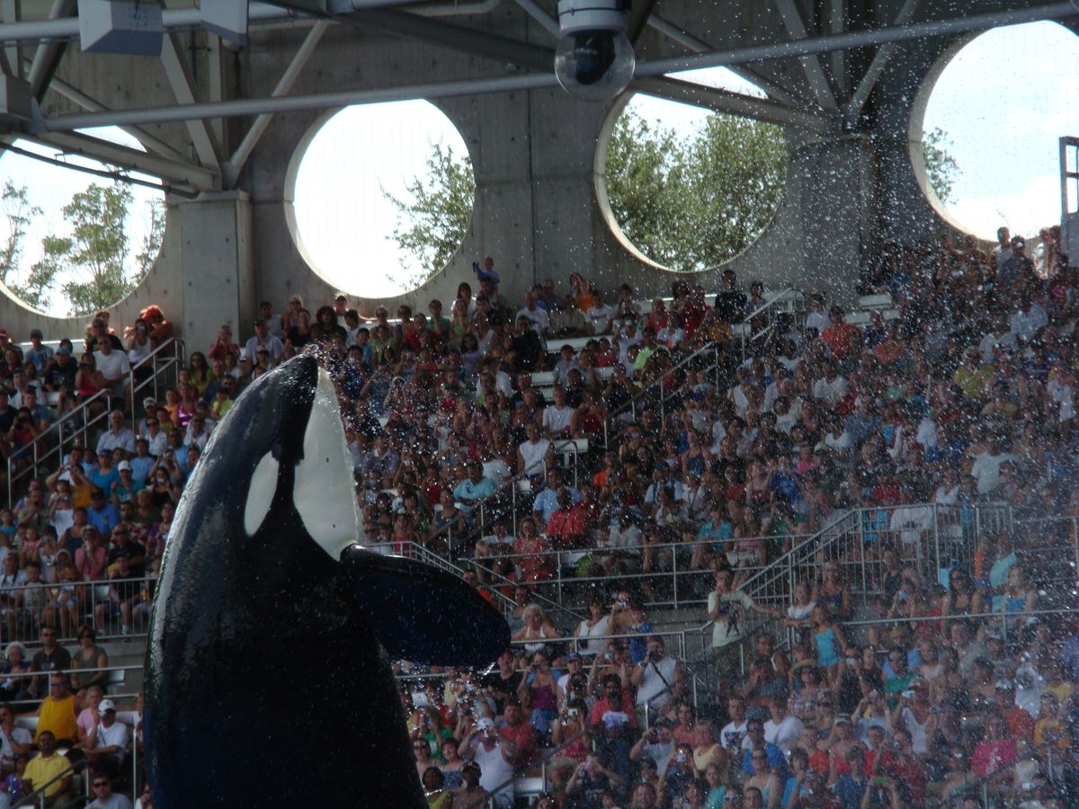 Florida Holiday August 2010 - Sea World Orka show