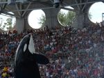 Florida Holiday August 2010 - Sea World Orka show