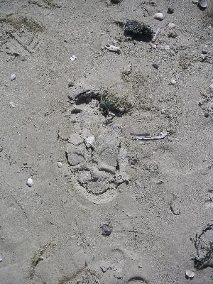 Neulich am Strand guckte ich ganz beiläufig nach Unten und dann sah ich es! Darth Vader ist hier gewesen und hat dem Imperator bei einer Modenschau seine neue Schuhkollektion präsentiert!