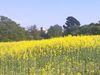 A manor house in Surrey hides behind a wonderful field in bloom.