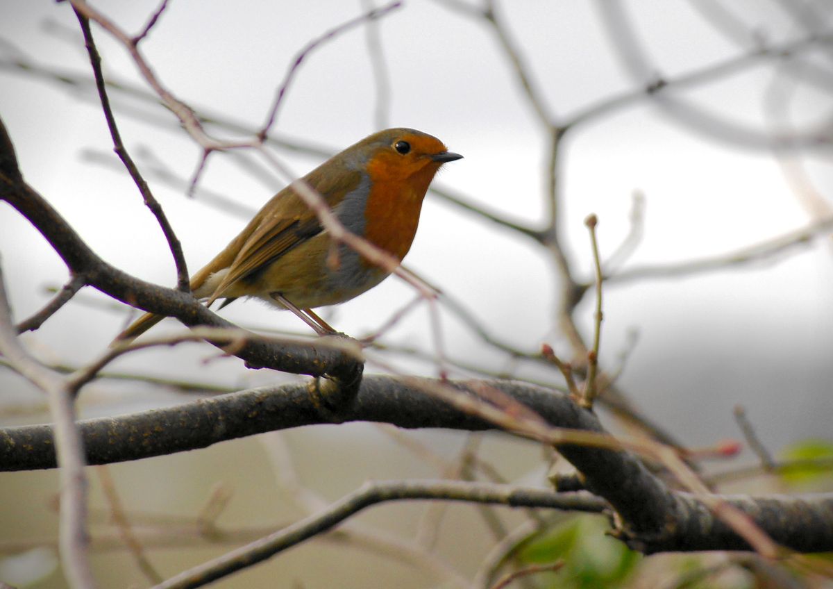 he was on a branch we were sat in car