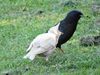 with starling with mum