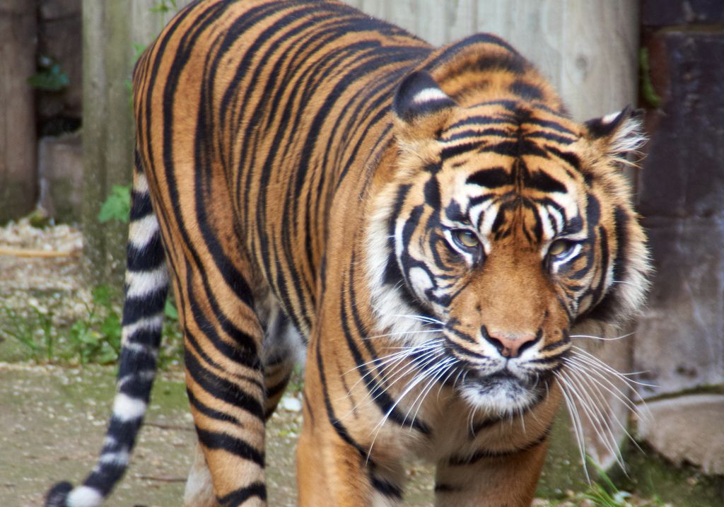 Sumatran Tiger.jpg