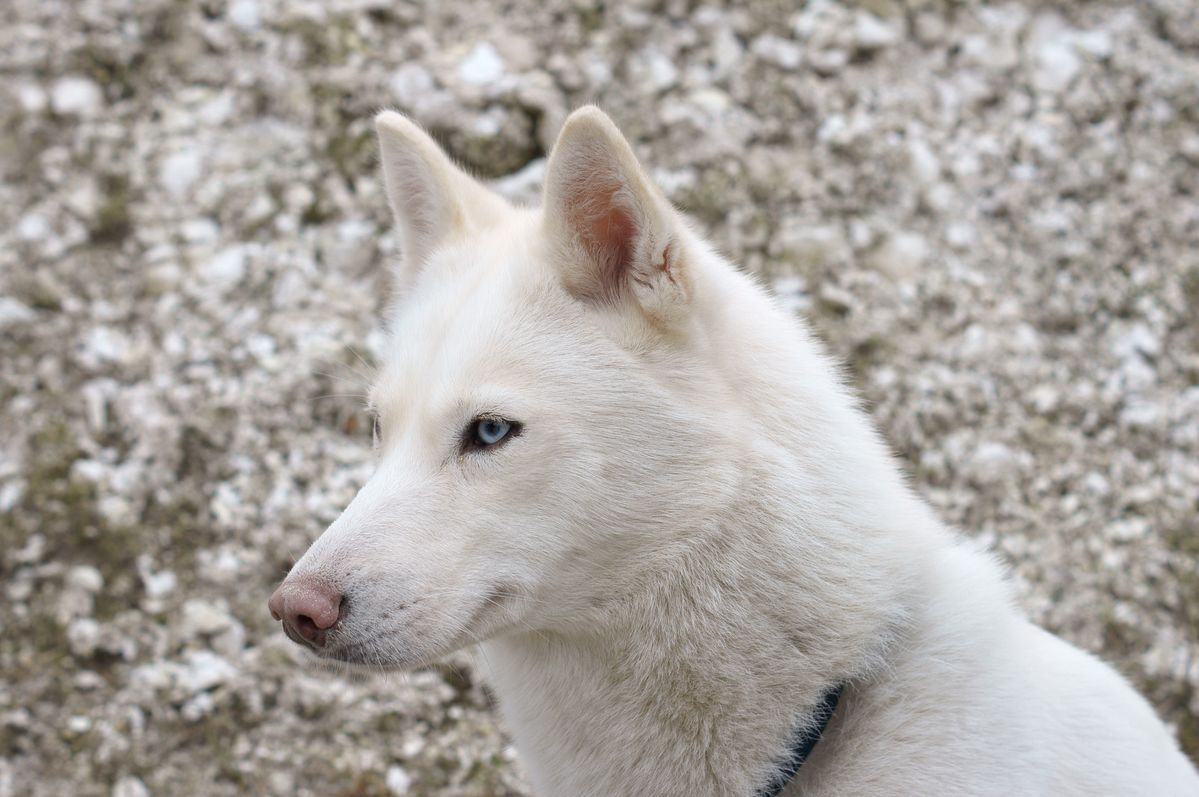 Husky