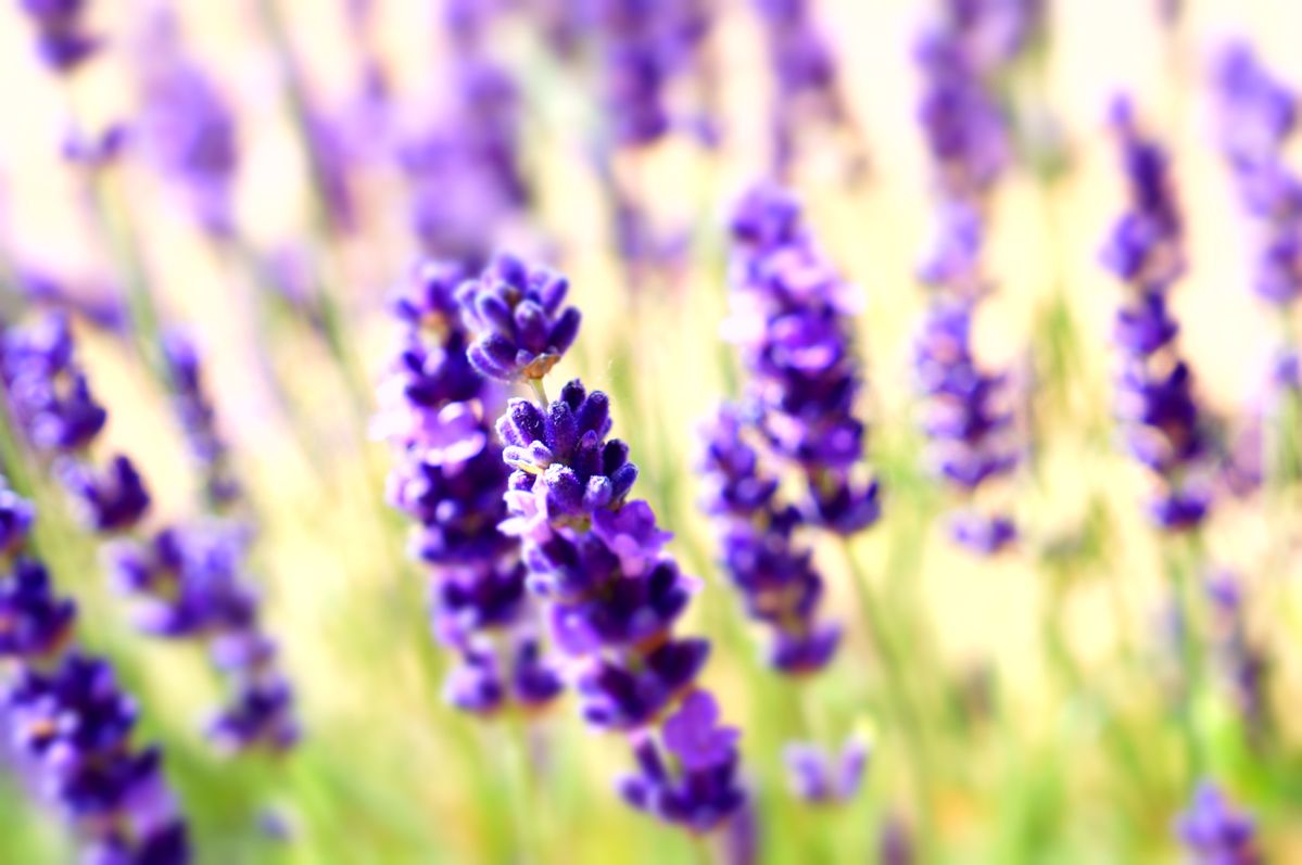 Lavender's Blue Dilly Dilly