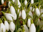 Hampshire Snowdrops