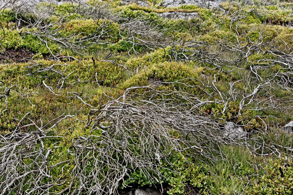 Yorkshire Moors