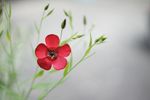 Fleur des champs